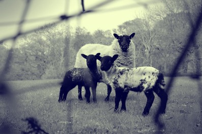 sheep in monochrome