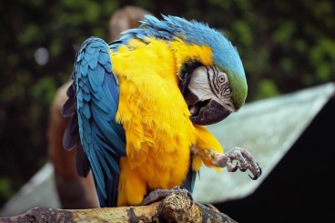 parrot 6