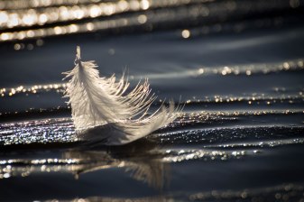 feather-on-the-beach